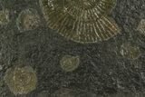 Dactylioceras Ammonite Cluster - Posidonia Shale, Germany #180353-2